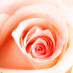Naklejka na ściany i meble Pink rose
