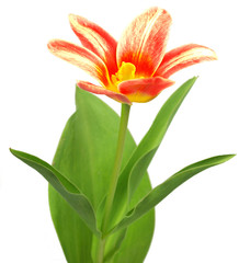 Tulip isolated on a white