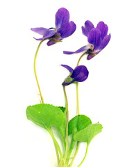 Viola flower on white background