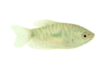 White small fish