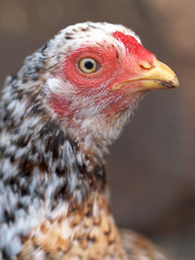 Huhn