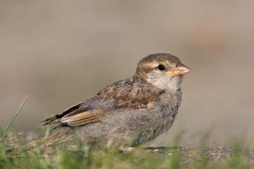 junger Haussperling