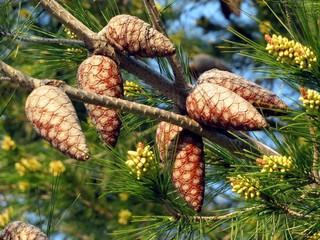 C&ocirc;nes et ch&acirc;tons de pin