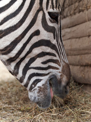 Fototapeta premium Zebra frisst Heu