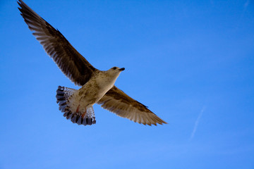 Möwe im Flug