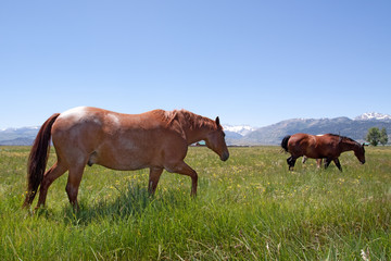 Fototapeta na wymiar Horses grazing