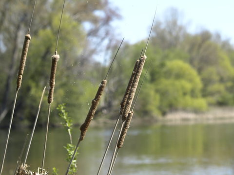 desembocadura del leza