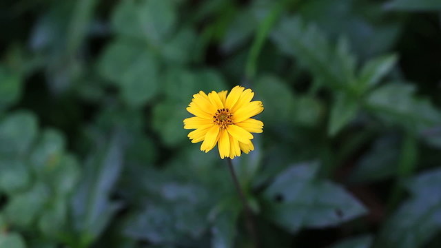 little yellow flower on green background.