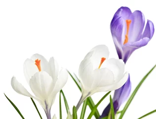 Photo sur Plexiglas Crocus Spring crocus flowers