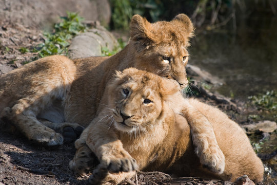 Two young lions playing