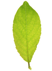 green leaf