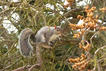 focused squirrel hiding behind unfocused seeds