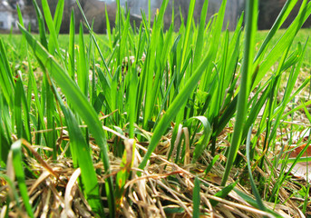 Green grass