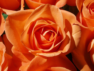 Orange rose in sunlight