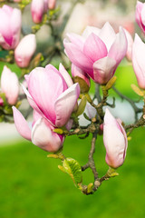 Magnolienbaum in Blüte