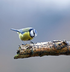 Blue Tit on branch