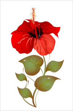 hibiscus