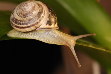 escargot