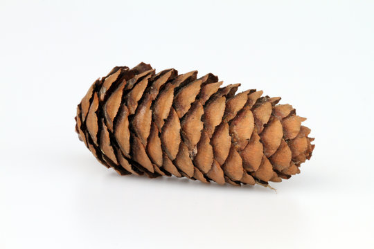 Tannenzapfen4