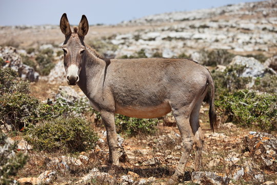 Wild donkey mule. Island Socotra