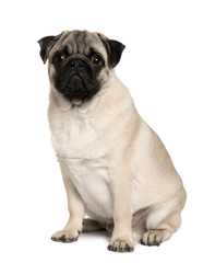 Front view of Young Pug, sitting in front of white background