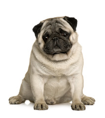 Obraz premium Front view of Pug, sitting in front of white background