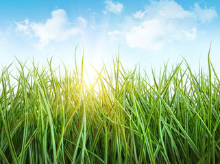 Tall wet grass against a blue sky - 21860123