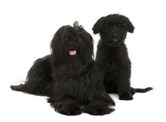 Front view of Two Briard dogs, sitting and lying down