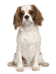 Cavalier King Charles dog, sitting in front of white background