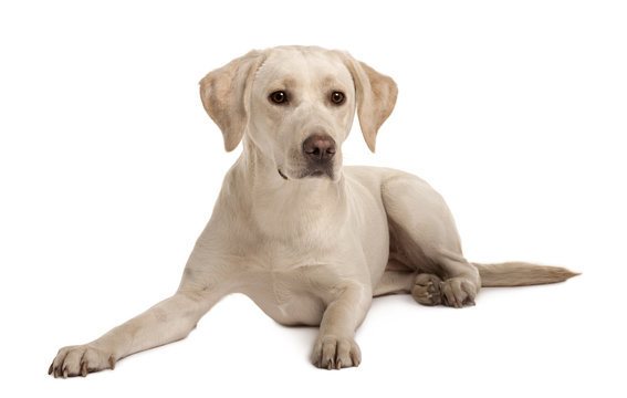 Young Labrador lying down in front of white background