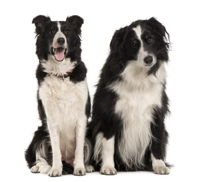 Two Border Collie, sitting in front of white background