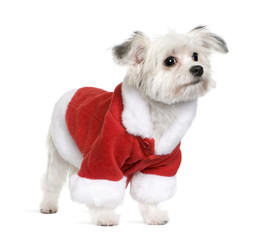 Side view of Mixed Breed dog in Santa coat, standing