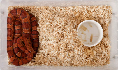 Fototapeta premium High angle view of corn snake or red rat snake, in a container