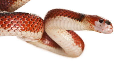 Side view of Nelson's Milksnake, against white abckground
