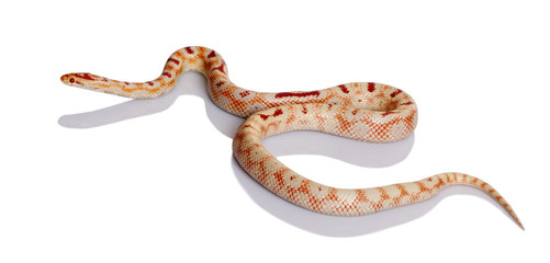 Snake slithering in front of white background, studio shot