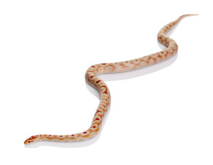 Obraz premium Snake slithering in front of white background, studio shot