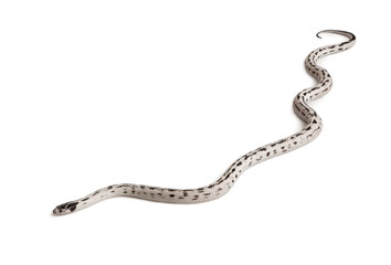 California Kingsnake, slithering in front of white background