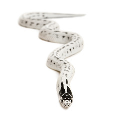 California Kingsnake, slithering, in front of white background