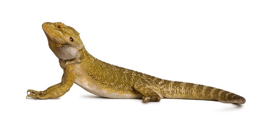 Fototapeta premium Lawson's dragon, standing in front of white background
