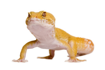 Sunglow Leopard gecko, standing in front of white background