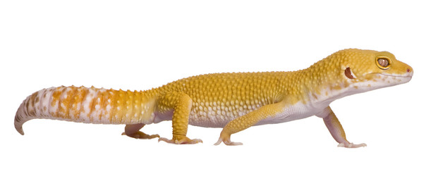Fototapeta premium Profile of Sunglow Leopard gecko, walking