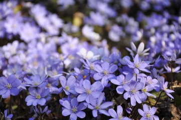 Leberblümchen
