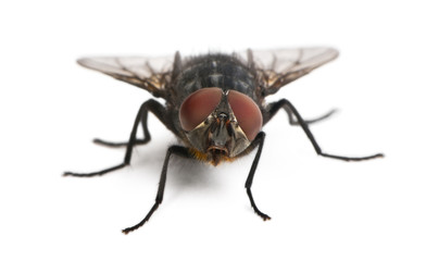 Housefly, Musca domestica, in front of white background
