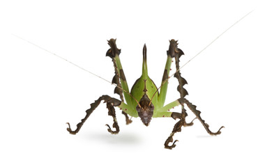 Front view of Grasshopper, standing against white background