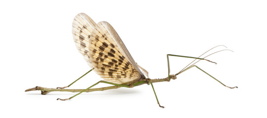 Side view of Male adult of Phasma gigas, standing
