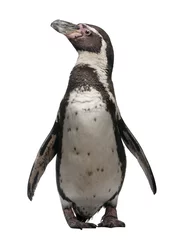 Abwaschbare Fototapete Pinguin Vorderansicht des Humboldt-Pinguins, stehend