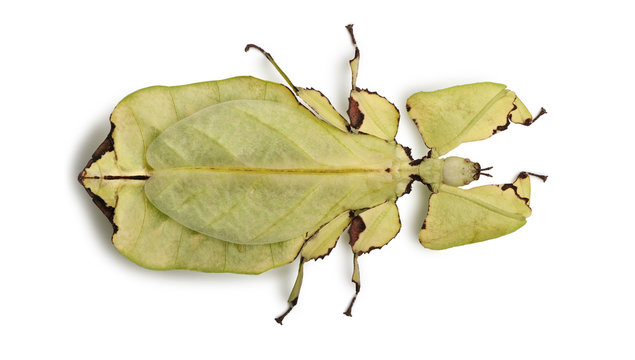 High angle view of Phyllium giganteum, leaf insect, standing