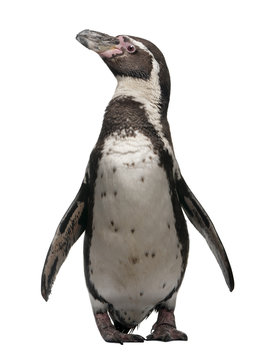 Front view of Humboldt Penguin, standing