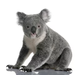Papier Peint photo autocollant Koala Vue latérale du jeune koala, 14 mois, assis