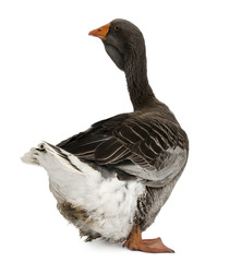 Rear view of Toulouse goose, standing and looking away